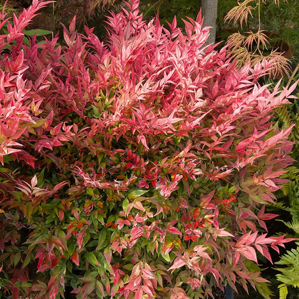 Bambou sacré orange cuivre Nandina domestica Gulf Stream