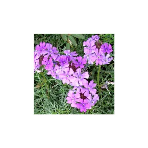Verbena Tenuisecta - La barquette de 6 plants