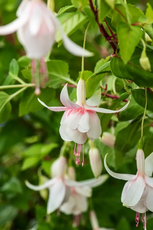 Fuchsia ‘Annabel’ - Le pot de 2 litres