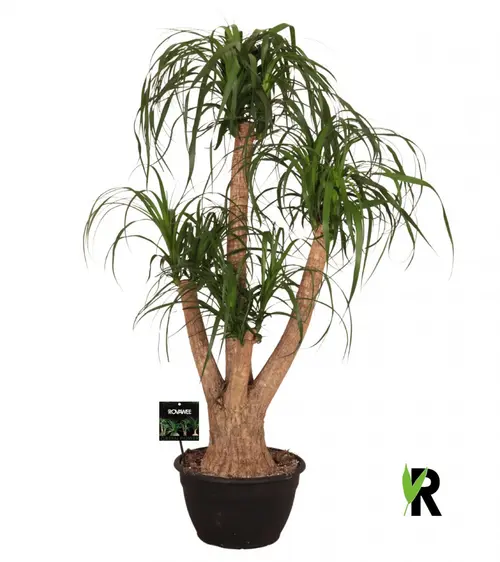 Beaucarnea ramifié. Le pot de Ø 30 x H 125 cm
