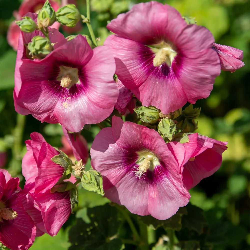 Rose trémière Simplex Alcea rosea simplex
