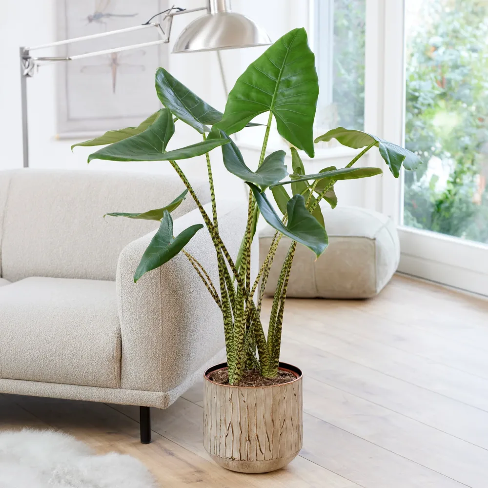 Alocasia zebrina Alocasia zebrina