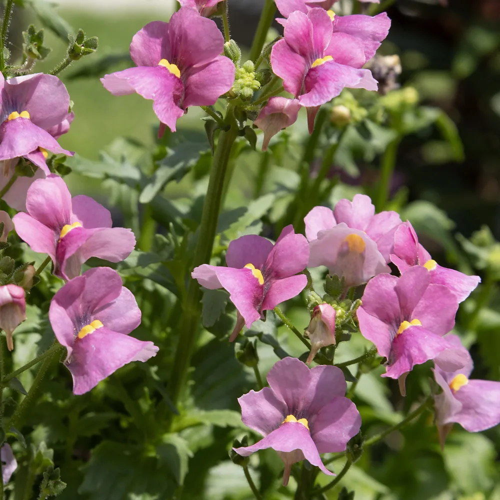 Némésie rose Nemesia pink