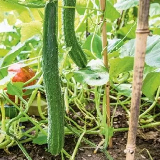 Bio zaden van Komkommer Groen Lang uit China