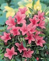 Azalée Japonaise (Azalea Japonica) 20/30 rose. Le pot de 3 litres