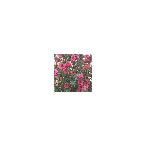 Leptospermum - Le pot de 3 litres