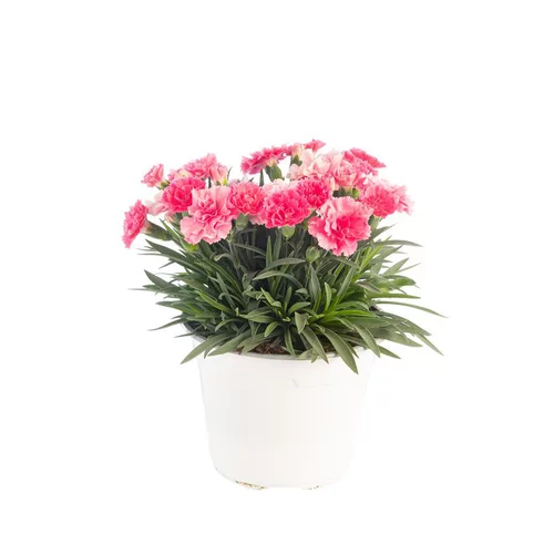 Œillet Lillipot - Le pot de Ø 13 cm