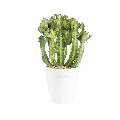 Euphorbia pseudocactus en pot blanc émaillé H 10 x Ø 20 cm