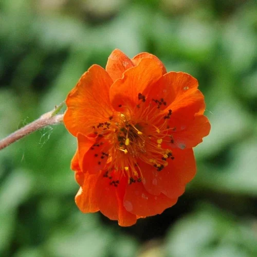Benoîte ou Geum à fleurs multicolores - Le pot de 2 litres