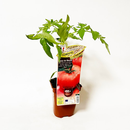 TOMATE 'ROSE DE BERNE' - POT DE 0,5L