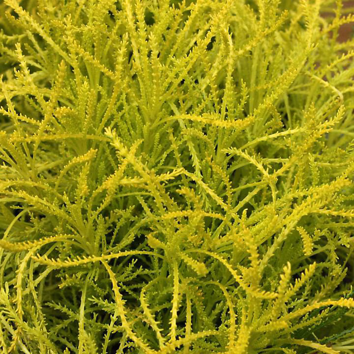 6 x Santoline 'Lemon Fizz' – Santolina rosmarinifolia 'Lemon Fizz', godet 9cm x 9cm