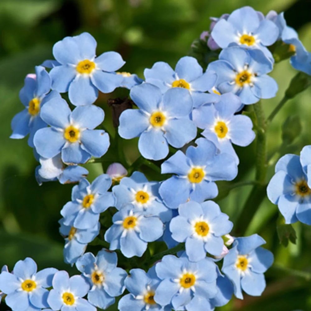 Myosotis des marais Myosotis palustris