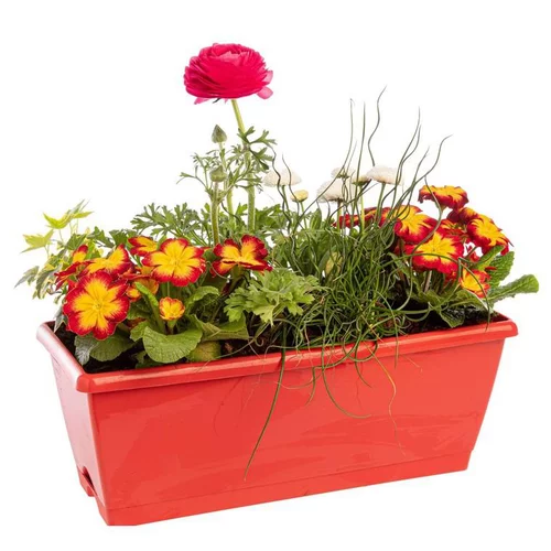 Jardinière printanière de Primevère et Renoncule à fleurs multicolores - La jardinière de 40 cm
