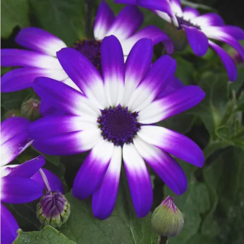 Cinéraire Senetti ou Péricalis d'été aux fleurs multicolores. Le pot de 2 litres