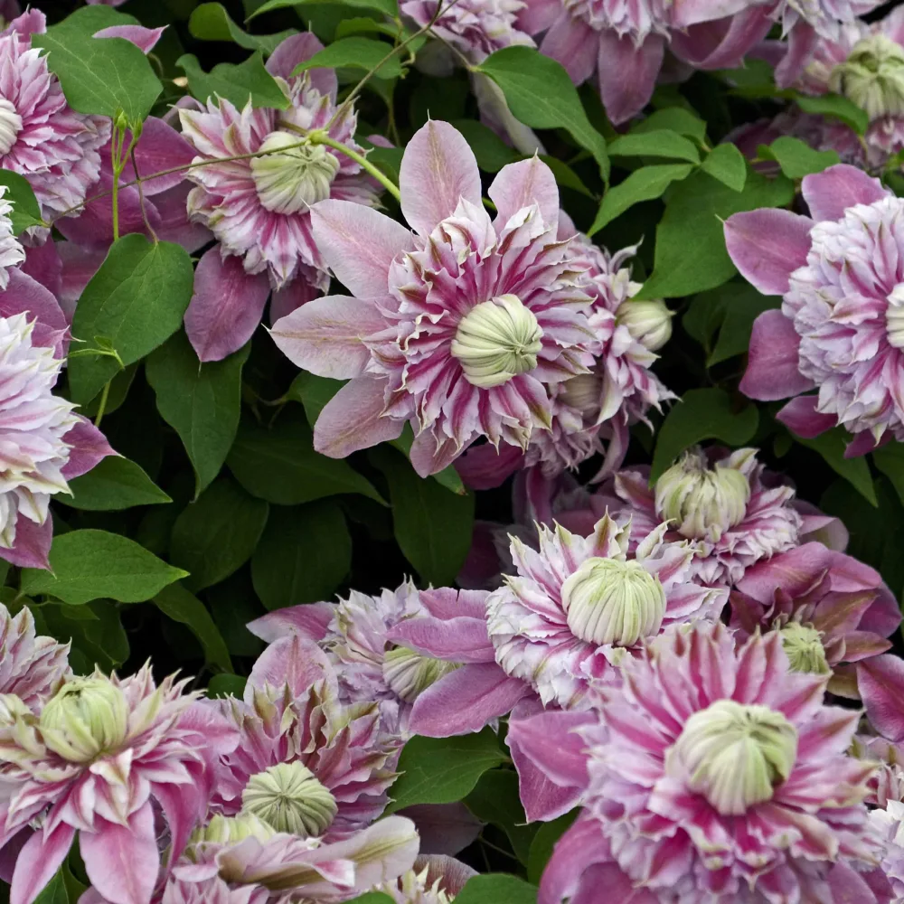 Clématite double Joséphine Clematis Josephine