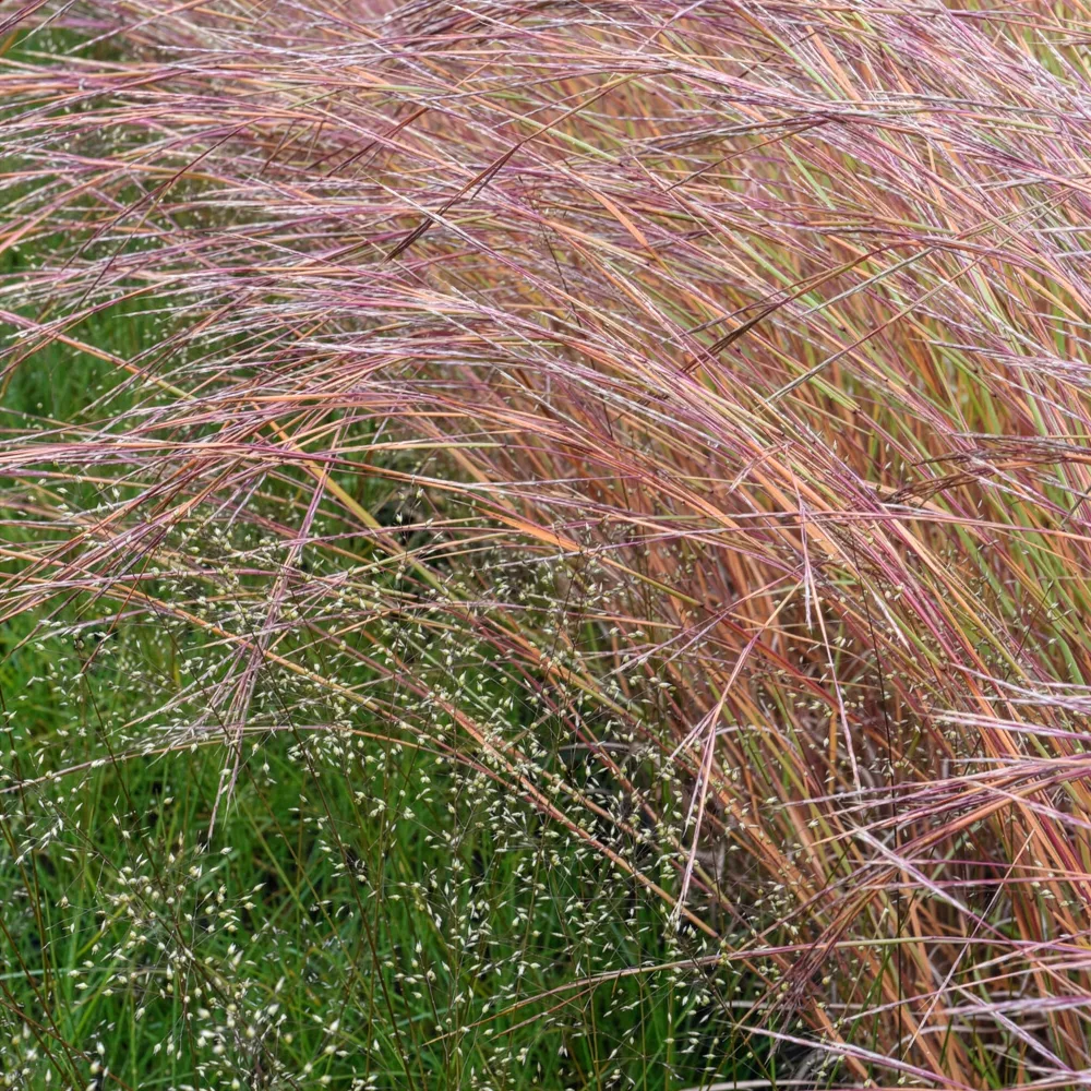 Andropogon Wildwest Schizachyrium scoparium Wildwest