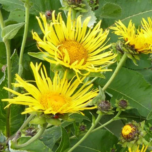 Grande Camomille Inula helenium