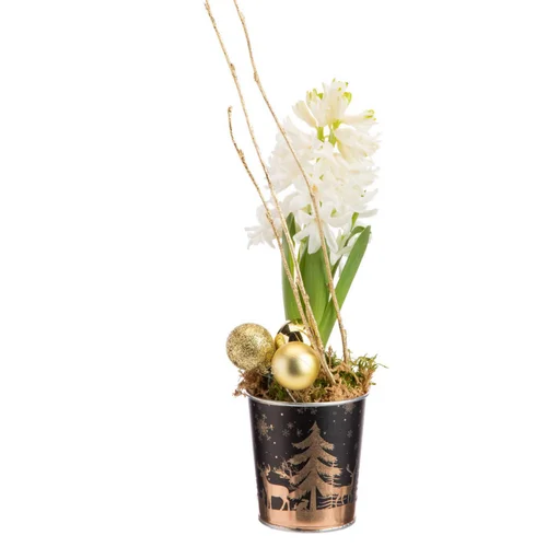 Jacinthe en pot zinc décor sapin or