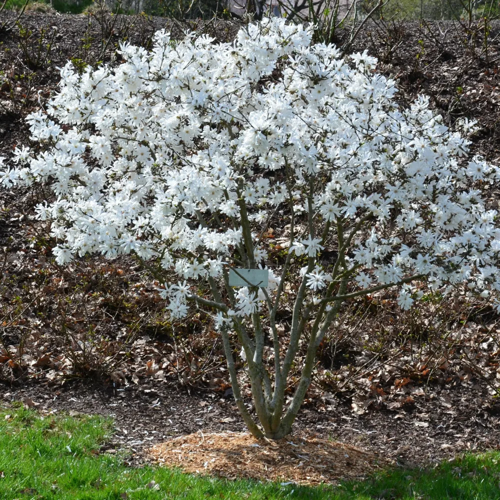 Magnolia étoilé Magnolia stellata