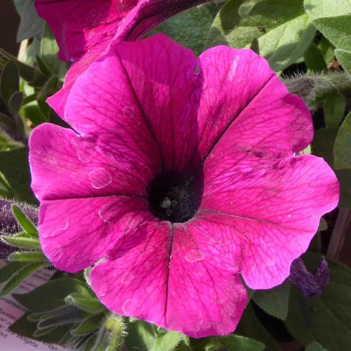Pétunia retombant - Le sac à suspendre