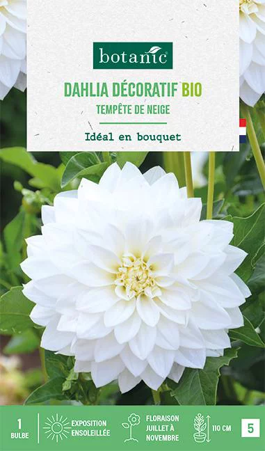 Bulbe de fleurs Dahlia décoratif Tempête de neige bio botanic® - 1 bulbe