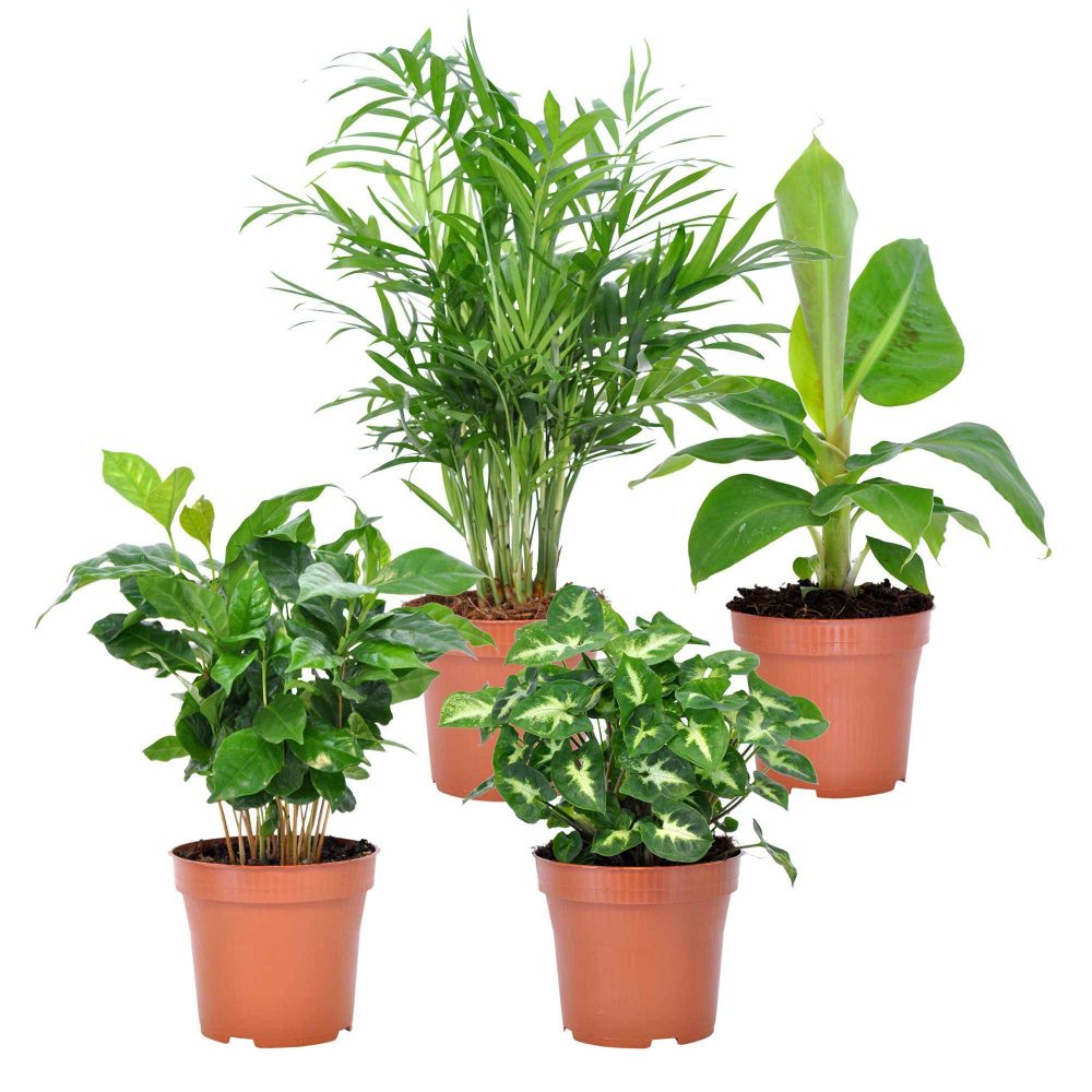 Collection de 4 plantes d'intérieur tropicales Chamaedorea elegans, Arum syngonium, Musa, Coffea arabica