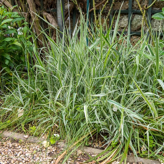 Phalaris panaché -Baldingère faux roseau Phalaris arundinacea Picta