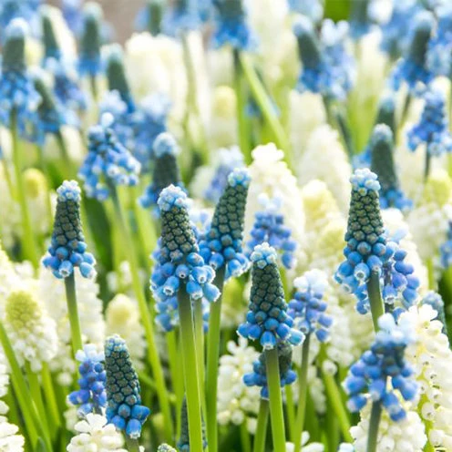 35 Muscaris bleu et blanc en mélange Muscari Armeniacum, White Magic