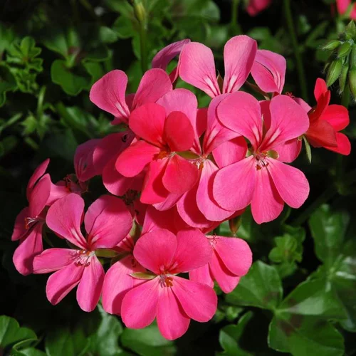 Géranium Lierre Simple à fleurs multicolores - Le pot Ø 10,5 cm