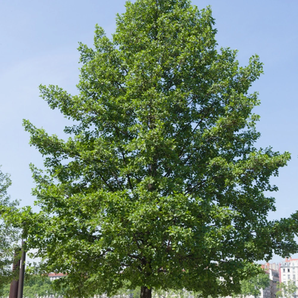 Aulne glutineux Alnus glutinosa