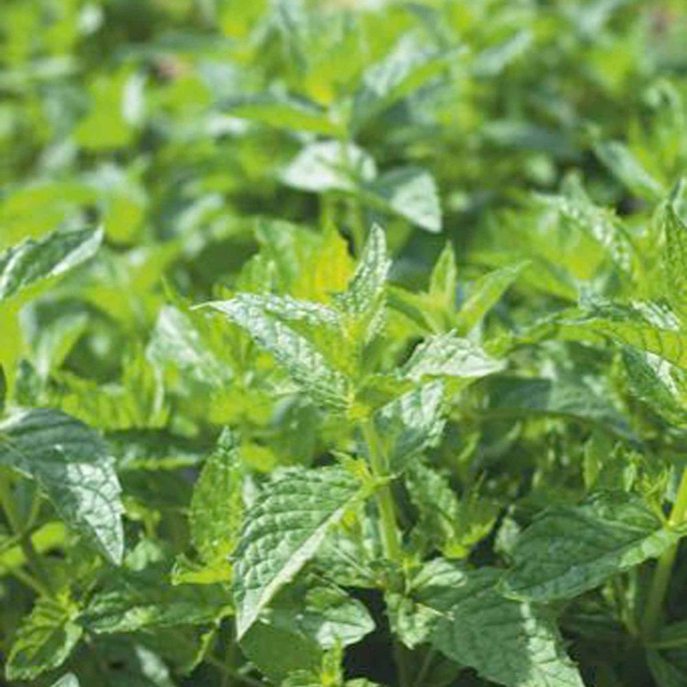 Menthe poivrée Mentha piperita