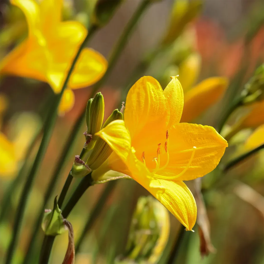 Hémérocalle Corky Hemerocallis corky
