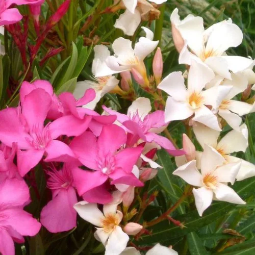 Nerium Oleander extra – Pot de 42L