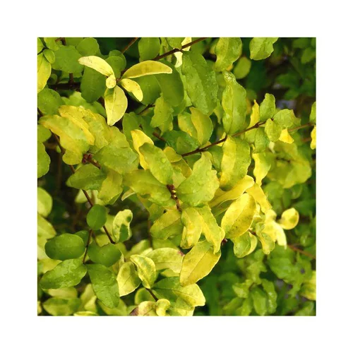 Troène Ligustrum Ovalifolium Lemon & Lime jaune en pot