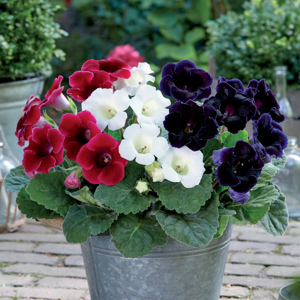 3 Gloxinias rouge, blanc, bleu en mélange Sinningia speciosa