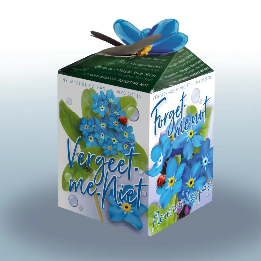 Kit Myosotis Ne-m'oubliez-pas Myosotis sylvatica