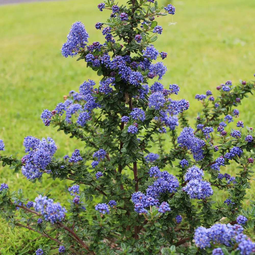 Céanothe Dark Star Ceanothus impressus Dark Star