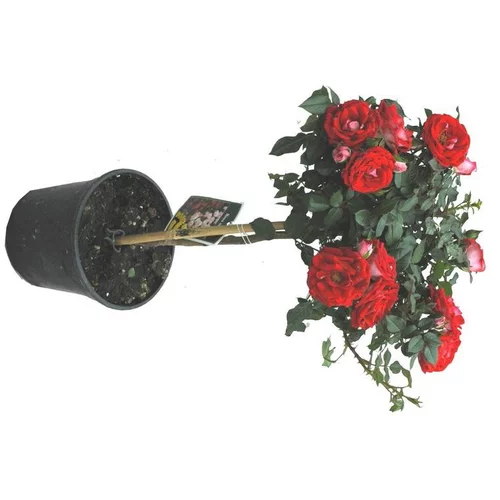 Rosier miniature sur tige - Le pot de 2,5 litres