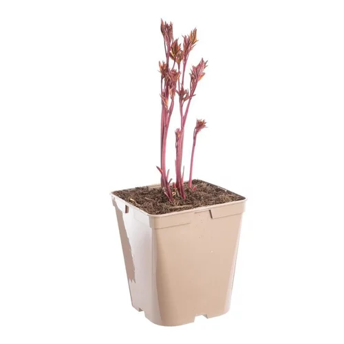 Pivoine Shirley Temple - Le pot de 5 litres