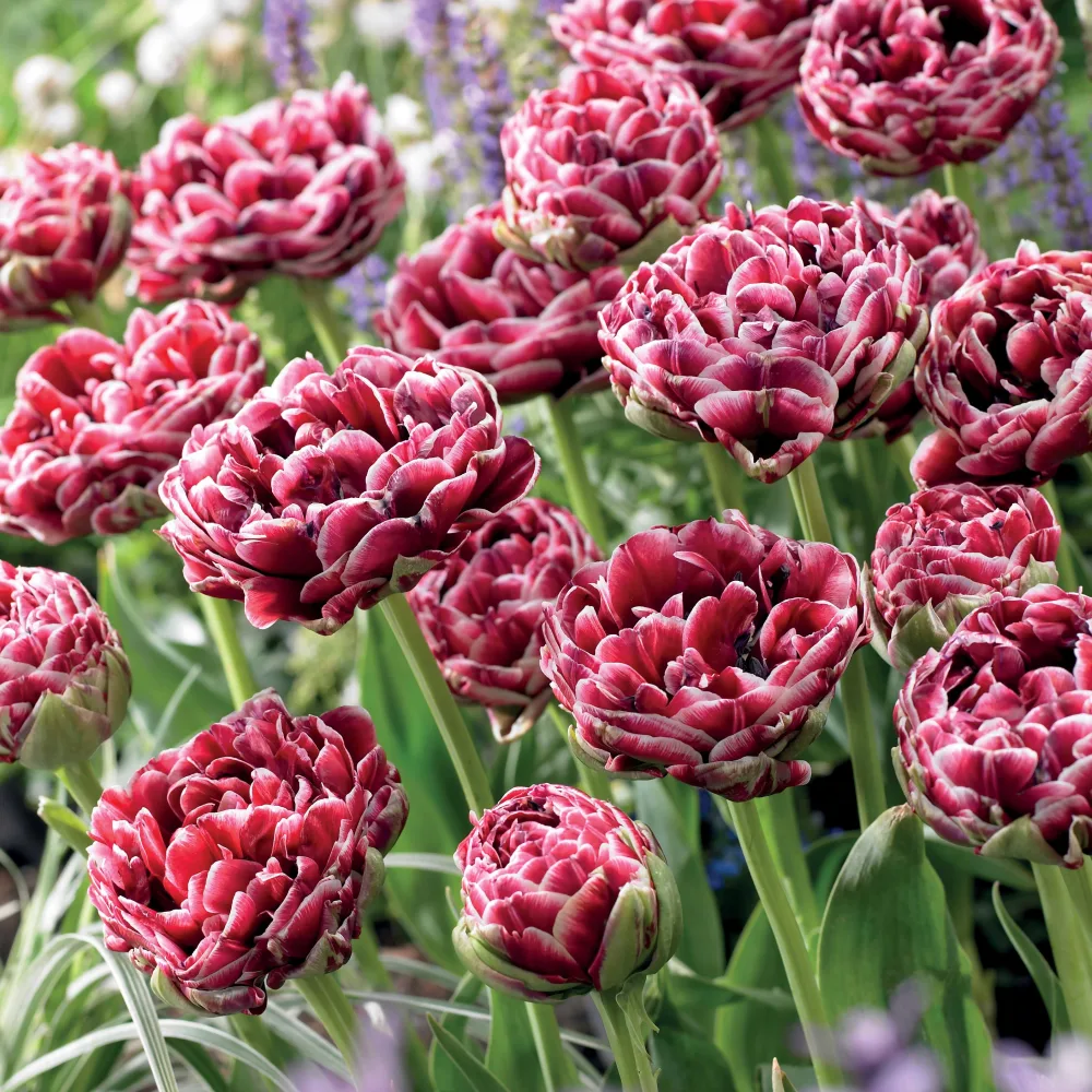 7 Tulipes à fleurs de pivoine Dream Touch Tulipa Dream Touch