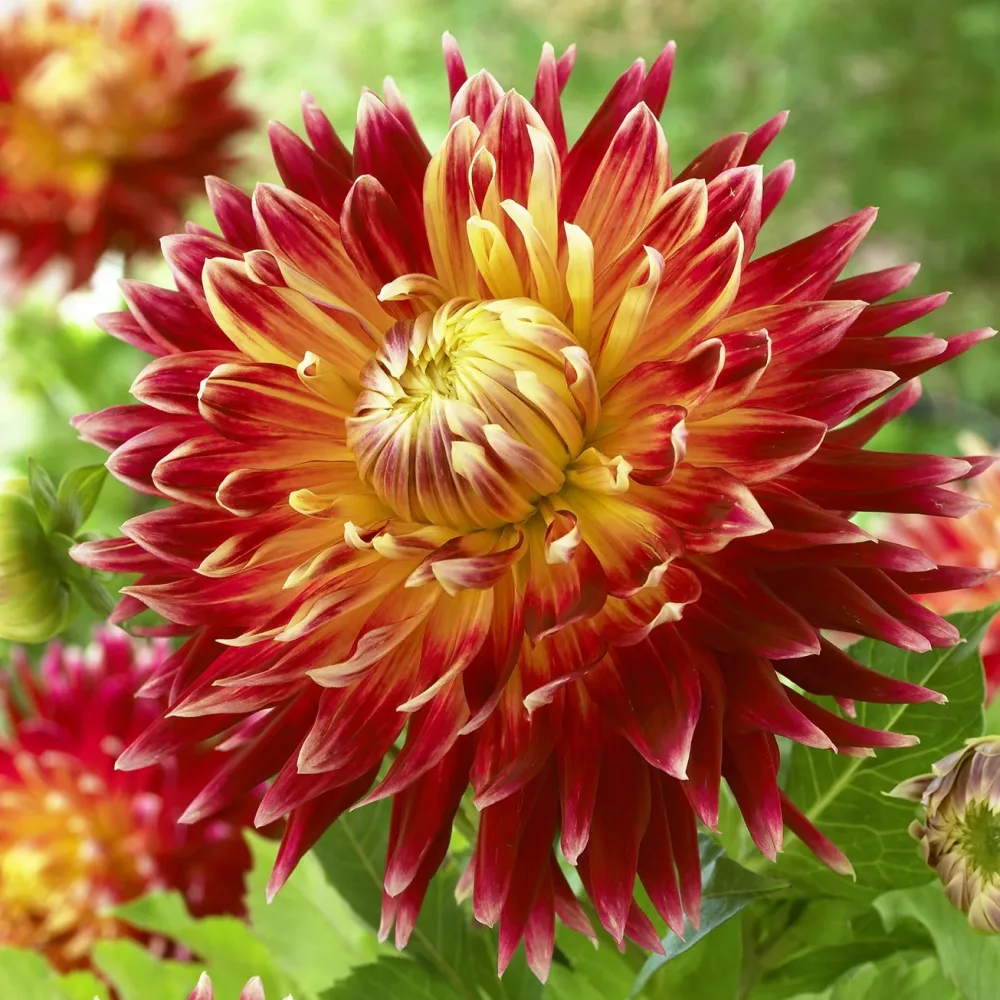 Dahlia Akita Dahlia akita