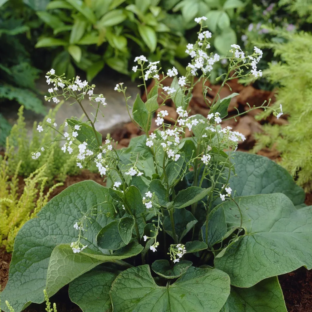 Myosotis du Caucase Betty Bowring Brunnera macrophylla Betty Bowring