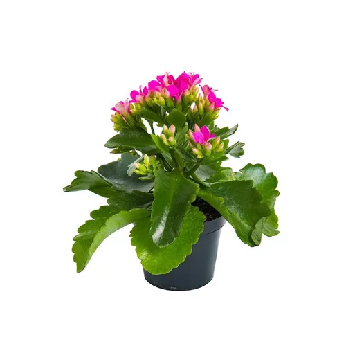 Kalanchoé Mix plante baby en pot Ø 5,5/6 cm