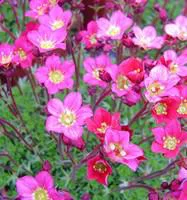 Saxifrage mousse rose. Le pot de 3 litres