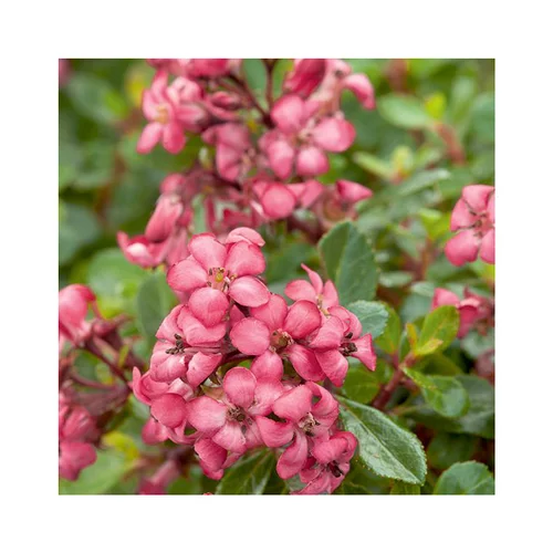 Escallonia red dream en pot de 3 litres