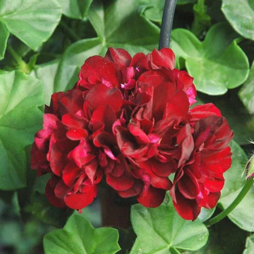 Geranium Lierre double - La barquette de 6 plants