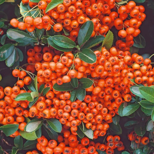 Buisson ardent à baies oranges (Pyracantha). Le pot de 3 litres