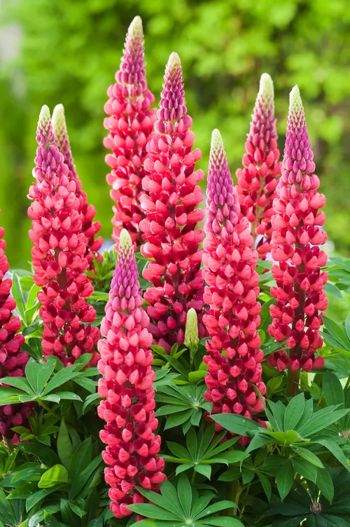 Lupin ‘Les Pages’ - Le pot de 2 litres