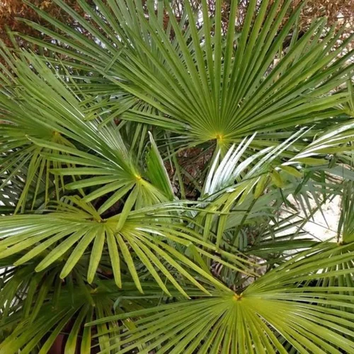 Trachycarpus (Palmier chanvre) en pot de 2,5 L vert