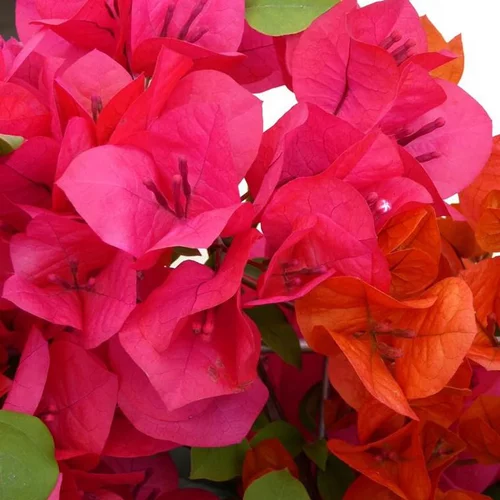 Bougainvillier – Pot de 2.5L